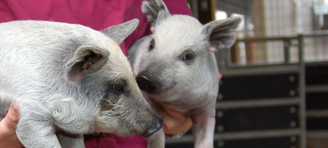 Wooly Pigs