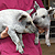 Wooly Pigs