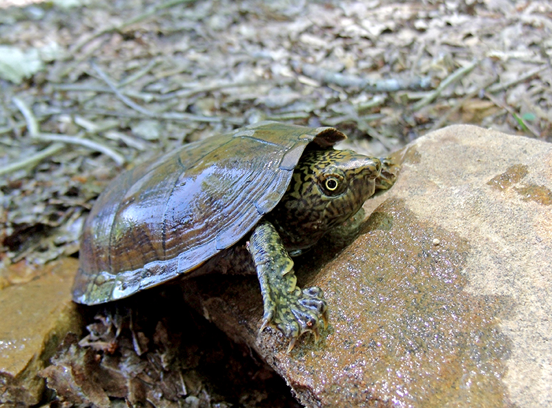 flattenedmuskturtle.jpg