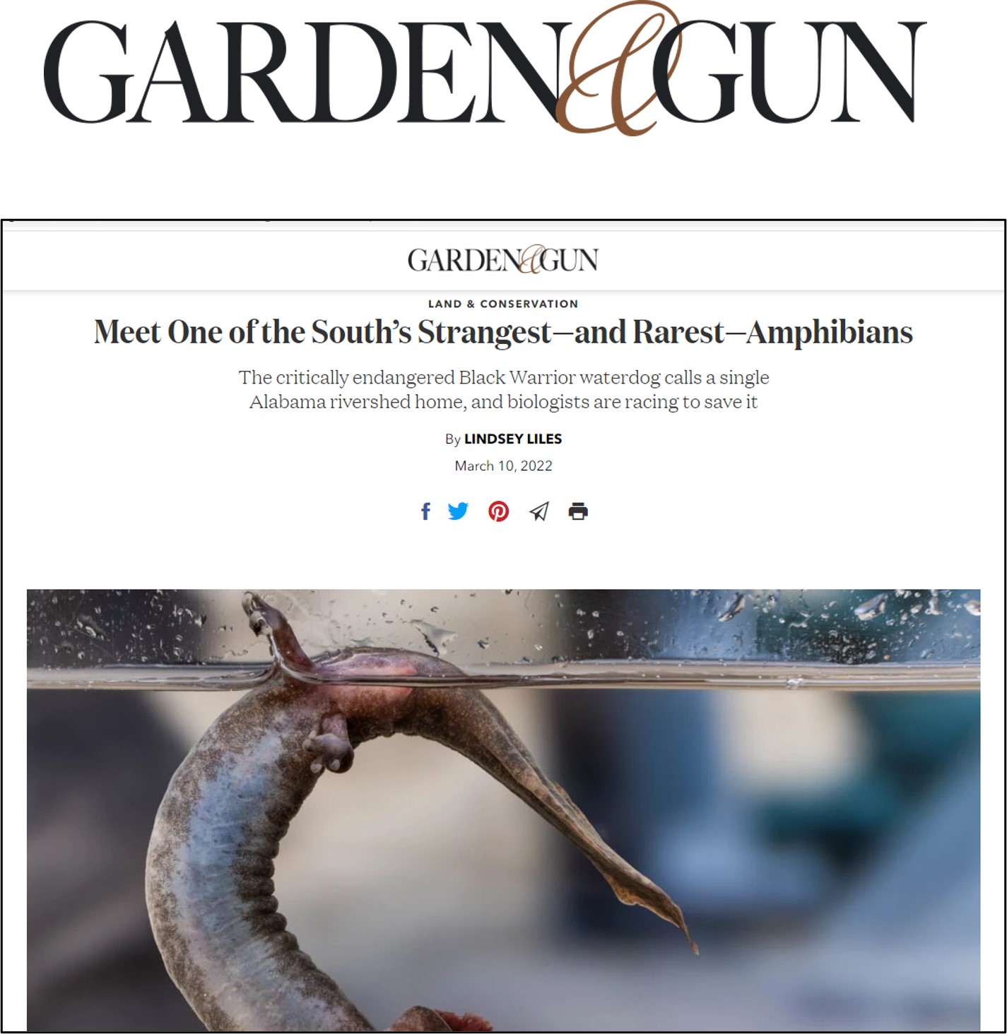 gardengun.jpg