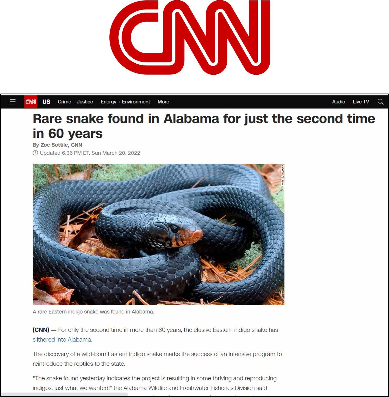 indigocnn.jpg