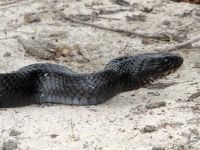 indigosnake.jpg