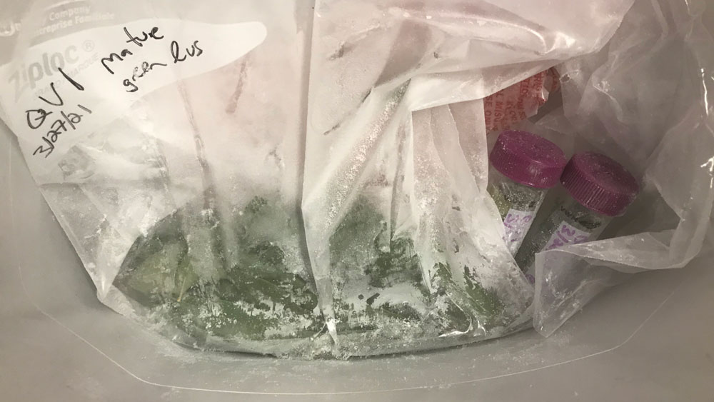 Decoding the Toomers Oaks - Freezer Bag