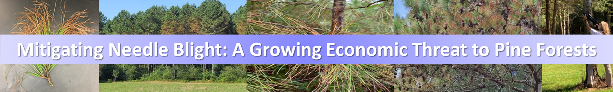 Mitigating Needle Blight: A Growing Economic Threat to Pine Forests