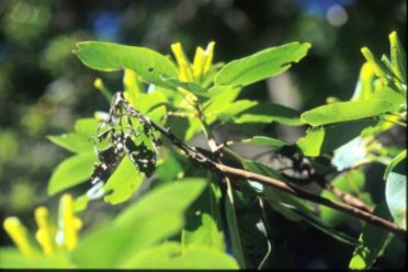Madrone SOD twig blight