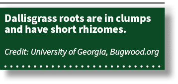 Dallisgrass roots are in clumps and have short rhizomes. Credit: University of Georgia, Bugwood.org 