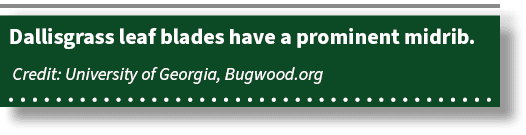 Dallisgrass leaf blades have a prominent midrib. Credit: University of Georgia, Bugwood.org 