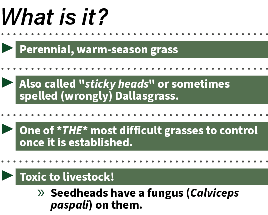 ▶ Perennial, warm season grass ▶ Also called \“sticky heads\" or sometimes spelled (wrongly) Dallasgrass. ▶ One of *T...