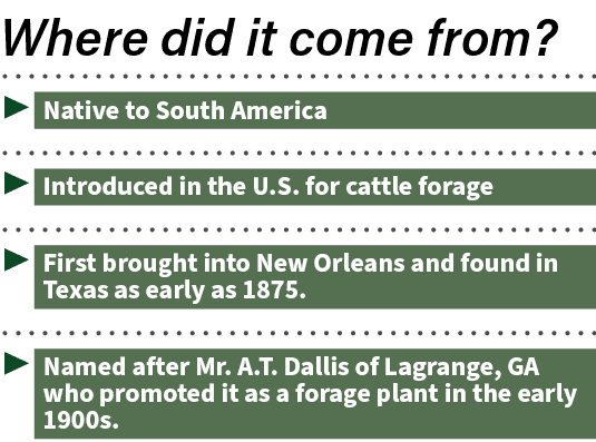 ▶ Native to South America ▶ Introduced in the U.S. for cattle forage ▶ First brought into New Orleans and found in Te...