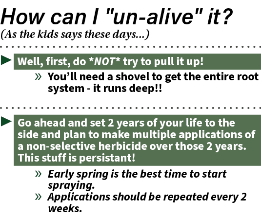 ▶ Well, first, do *NOT* try to pull it up! » You’ll need a shovel to get the entire root system it runs deep!! ▶ Go a...