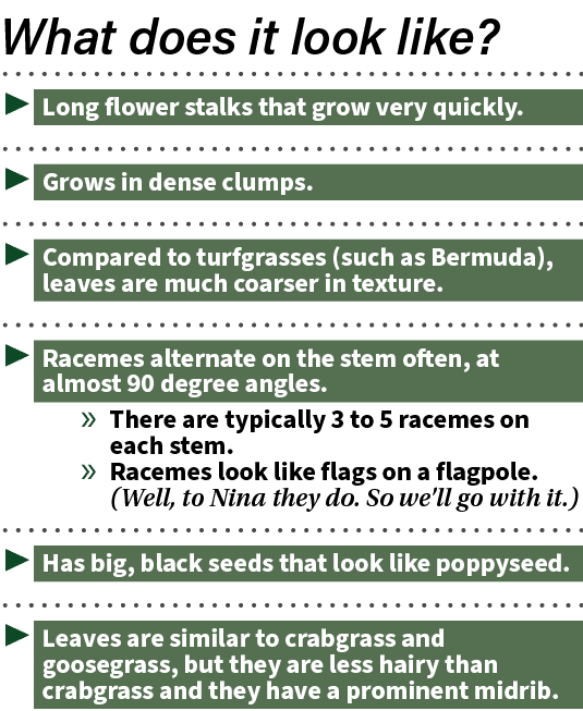 ▶ Long flower stalks that grow very quickly. ▶ Grows in dense clumps. ▶ Compared to turfgrasses (such as Bermuda), le...