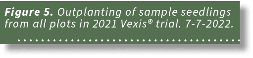 Figure 5. Outplanting of sample seedlings from all plots in 2021 Vexis® trial. 7 7 2022. 