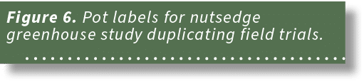 Figure 6. Pot labels for nutsedge greenhouse study duplicating field trials. 
