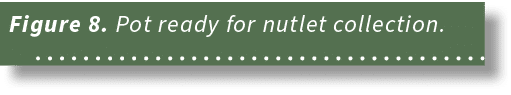 Figure 8. Pot ready for nutlet collection. 