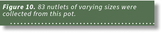 Figure 10. 83 nutlets of varying sizes were collected from this pot. 