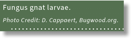 Fungus gnat larvae. Photo Credit: D. Cappaert, Bugwood.org. 