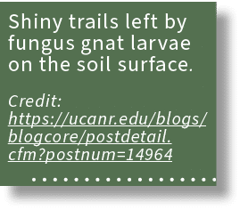Shiny trails left by fungus gnat larvae on the soil surface. Credit: https://ucanr.edu/blogs/blogcore/postdetail.cfm?...