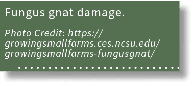 Fungus gnat damage. Photo Credit: https://growingsmallfarms.ces.ncsu.edu/growingsmallfarms fungusgnat/ 