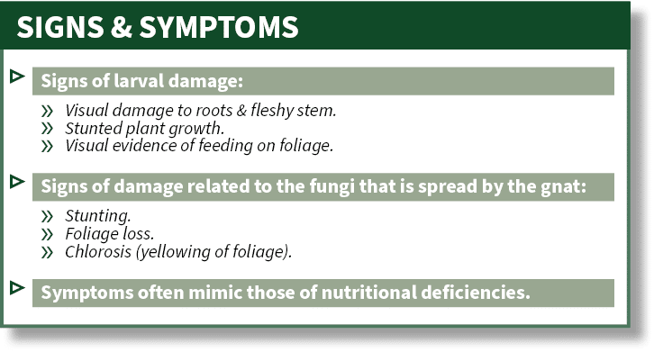 SIGNS & SYMPTOMS,▷ Signs of larval damage: » Visual damage to roots & fleshy stem. » Stunted plant growth. » Visual e...