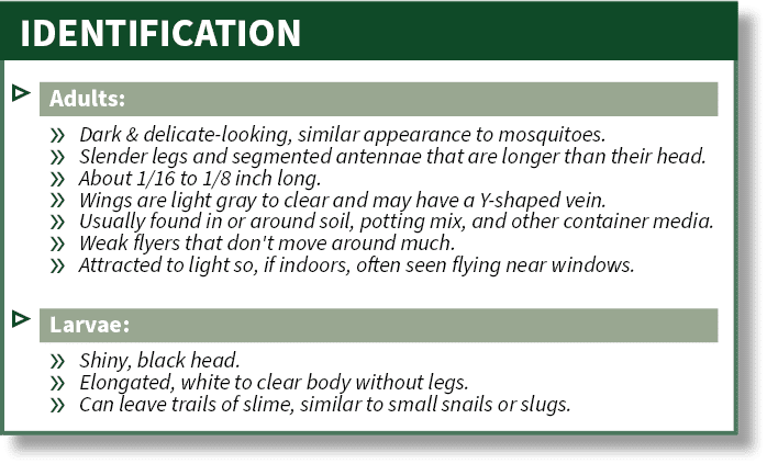 IDENTIFICATION,▷ Adults: » Dark & delicate looking, similar appearance to mosquitoes. » Slender legs and segmented an...