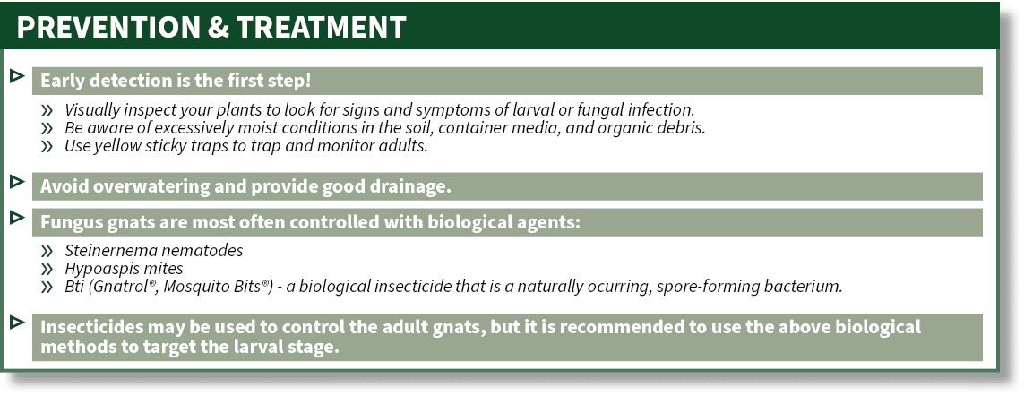 ▷ Early detection is the first step! » Visually inspect your plants to look for signs and symptoms of larval or funga...