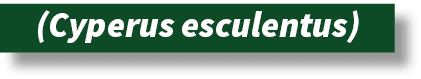  (Cyperus esculentus)
