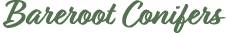 Bareroot Conifers