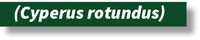  (Cyperus rotundus)