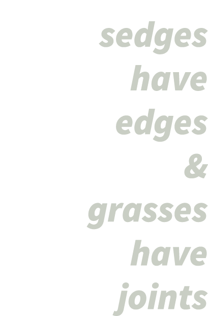 sedges have edges & grasses have joints