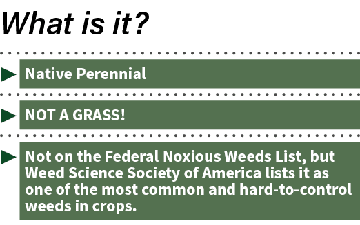   Native Perennial   NOT A GRASS    Not on the Federal Noxious Weeds List, but Weed Science Society of America lists    