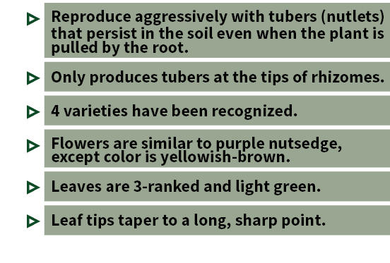   Reproduce aggressively with tubers (nutlets) that persist in the soil even when the plant is pulled by the root       