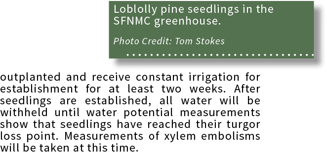 Loblolly pine seedlings in the SFNMC greenhouse  Photo Credit: Tom Stokes ,outplanted and receive constant irrigation   