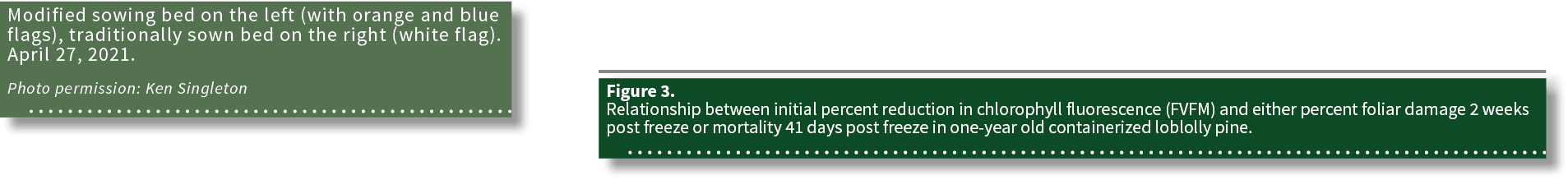 Modified sowing bed on the left (with orange and blue flags), traditionally sown bed on the right (white flag)  April   