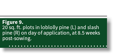 Figure 9  20 sq  ft  plots in loblolly pine (L) and slash pine (R) on day of application, at 8 5 weeks post-sowing 