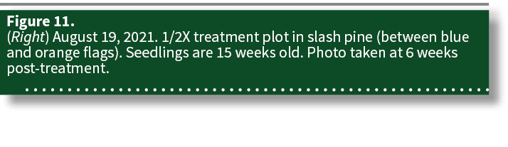 Figure 11  (Right) August 19, 2021  1 2X treatment plot in slash pine (between blue and orange flags)  Seedlings are    