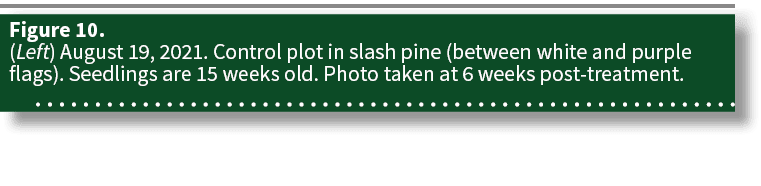 Figure 10  (Left) August 19, 2021  Control plot in slash pine (between white and purple flags)  Seedlings are 15 week   