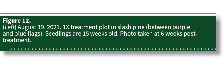 Figure 12  (Left) August 19, 2021  1X treatment plot in slash pine (between purple and blue flags)  Seedlings are 15    