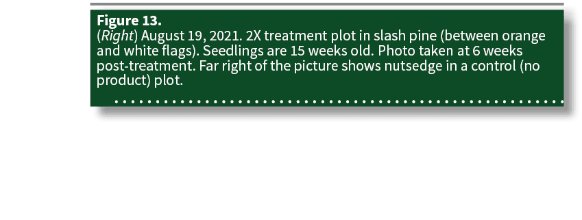 Figure 13  (Right) August 19, 2021  2X treatment plot in slash pine (between orange and white flags)  Seedlings are 1   