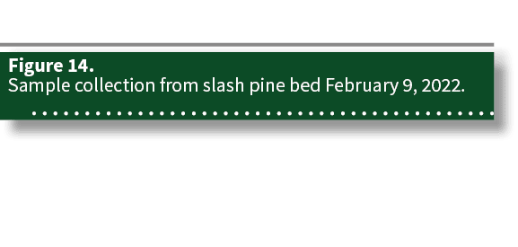 Figure 14  Sample collection from slash pine bed February 9, 2022 