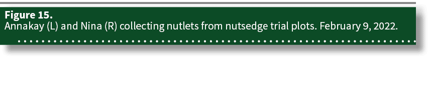 Figure 15  Annakay (L) and Nina (R) collecting nutlets from nutsedge trial plots  February 9, 2022 