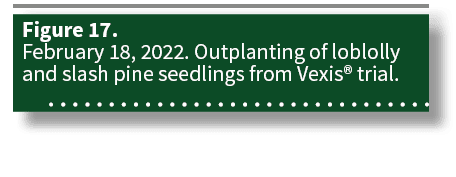 Figure 17  February 18, 2022  Outplanting of loblolly and slash pine seedlings from Vexis  trial 