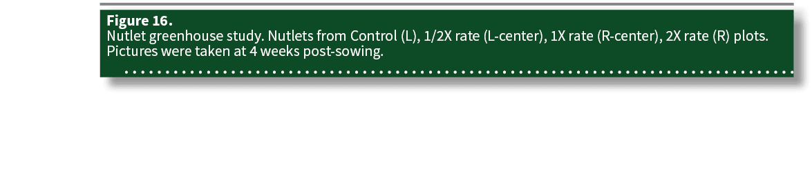 Figure 16  Nutlet greenhouse study  Nutlets from Control (L), 1 2X rate (L-center), 1X rate (R-center), 2X rate (R) p   