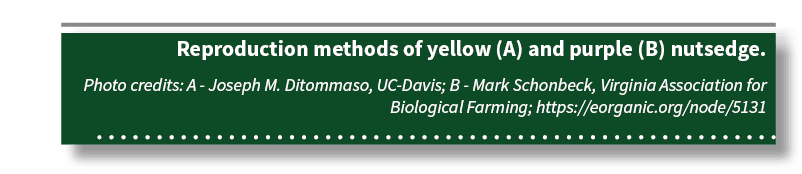 Reproduction methods of yellow (A) and purple (B) nutsedge  Photo credits: A - Joseph M  Ditommaso, UC-Davis; B - Mar   