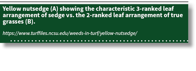 Yellow nutsedge (A) showing the characteristic 3-ranked leaf arrangement of sedge vs  the 2-ranked leaf arrangement o   