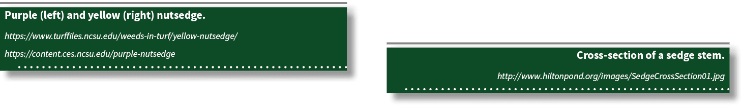 Cross-section of a sedge stem  http:  www hiltonpond org images SedgeCrossSection01 jpg ,Purple (left) and yellow (ri   
