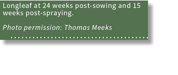 Longleaf at 24 weeks post-sowing and 15 weeks post-spraying  Photo permission: Thomas Meeks