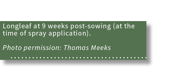 Longleaf at 9 weeks post-sowing (at the time of spray application)  Photo permission: Thomas Meeks