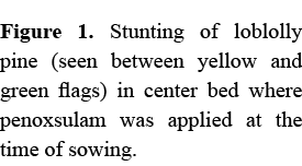 Figure 1. Stunting of loblolly pine (seen between yellow and green flags) in center bed where penoxsulam was applied ...