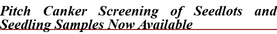 Pitch Canker Screening of Seedlots and Seedling Samples Now Availabl