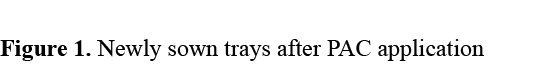 Figure 1. Newly sown trays after PAC application